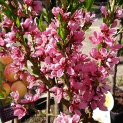 Zwergnektarine `Nectarella´ Prunus Nucipersica -Obstbäume Verkäufe zwergnektarine