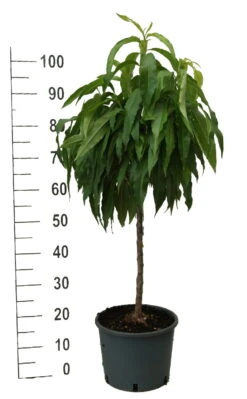 Zwergpfirsich `Bonanza´ Prunus Persica -Obstbäume Verkäufe zwergpfirsich weiss