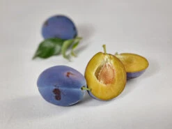 Haganta (S) Prunus Domestica `Haganta´ 11 Haganta (S) Prunus Domestica `Haganta´ -Obstbäume Verkäufe zwetschge haganta g